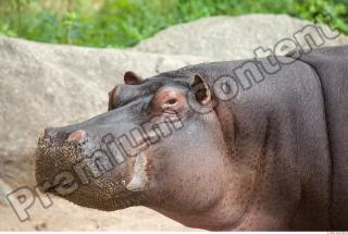 Hippo 0042